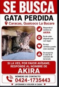 Akira gata perdida en Caracas Gris con rayas - Gatos