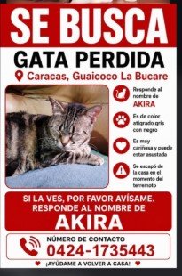 Akira gata perdida en Caracas Gris con rayas - Gatos