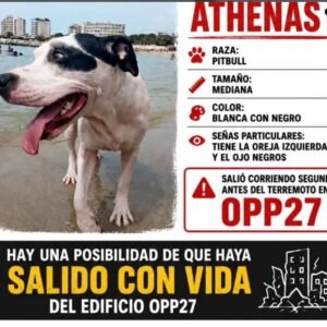 Athenas Pitbull Mediano - Perros