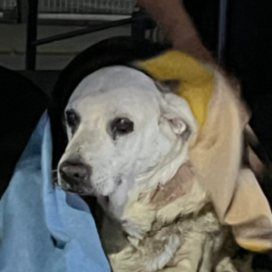 Perra hembra blanca - Perros
