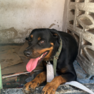 Perra hembra Rottweile - Perros