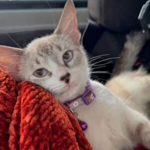 Gata blanco y gris hembra - Gatos