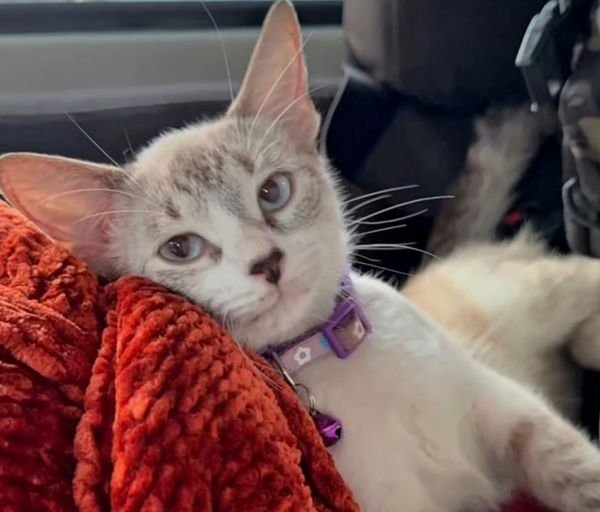 Gata blanco y gris hembra - Gatos