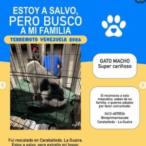 Gato Blanco con negro - Gatos