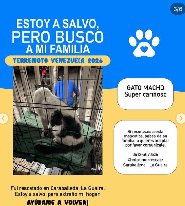 Gato Blanco con negro - Gatos