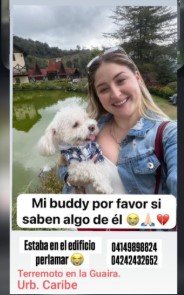 Boddy Poodle - Perros