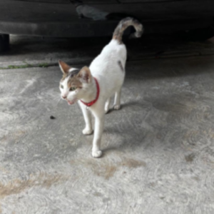 Blanca con manchas marrones - Gatos