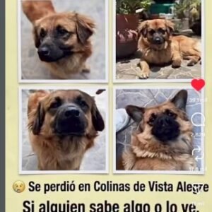 Canelo Perro perdido - Perros