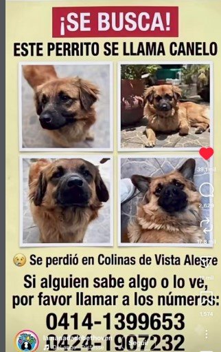 Canelo Perro perdido - Perros