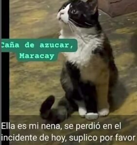 Nena Gata blanca con negro - Gatos