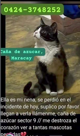 Nena Gata blanca con negro - Gatos
