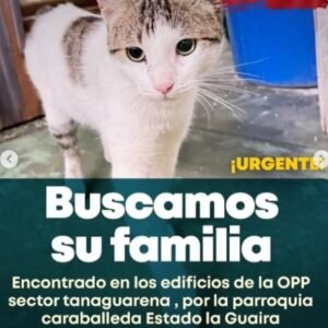 Gata blanca con manchas grises - Gatos