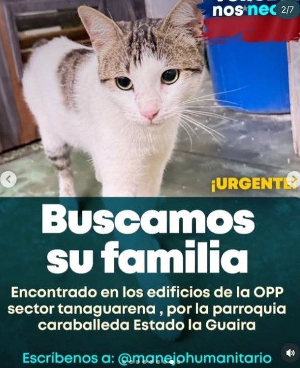 Gata blanca con manchas grises - Gatos