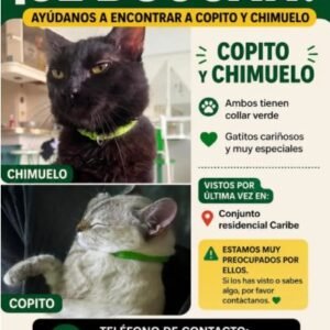 Copito y Chimuelo - Gatos