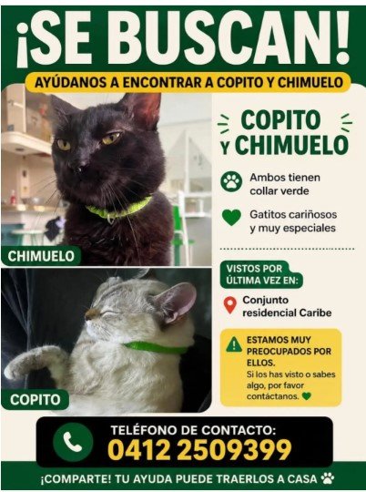 Copito y Chimuelo - Gatos