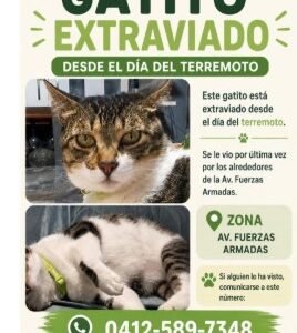 Gato Fuerzas armadas - Gatos
