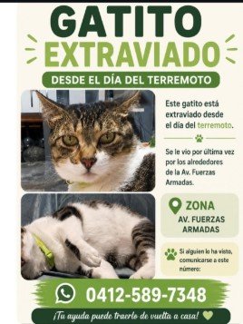 Gato Fuerzas armadas - Gatos