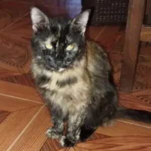 Gatita negra con manchas canela - Gatos