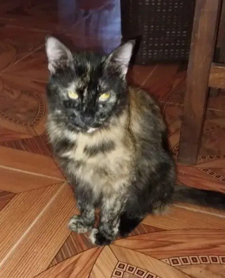 Gatita negra con manchas canela - Gatos