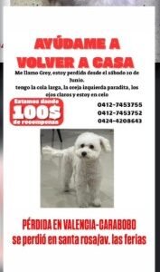 Grey Poddle Blanco - Perros