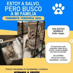 2 gatas hembras - Gatos