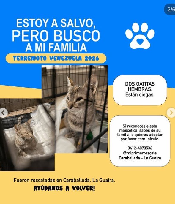 2 gatas hembras - Gatos