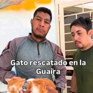 Gato naranja con blanco rescatodo - Gatos