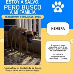 Canela con patas blancas Hembra - Perros