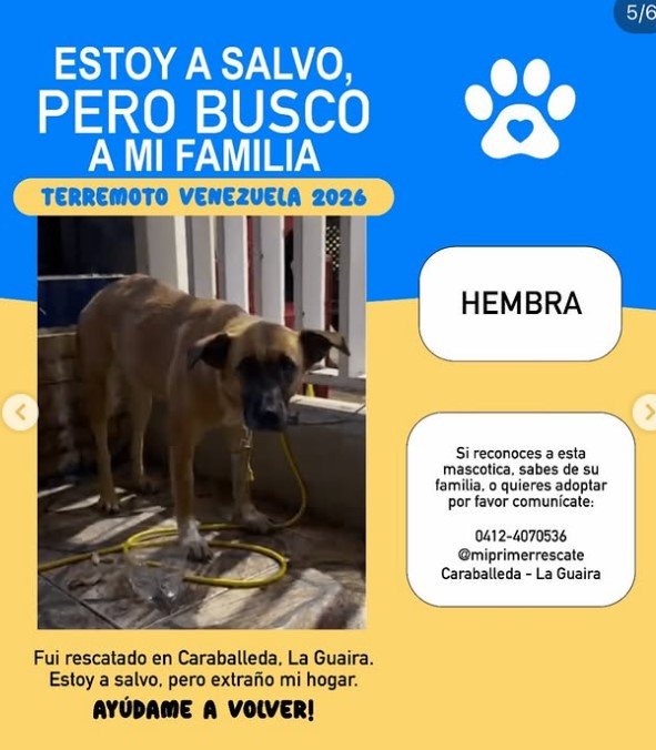 Canela con patas blancas Hembra - Perros