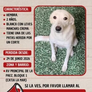 Lili Hembra 2 años blanca con manchas cremas - Perros