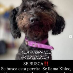 Khloe negro con marroncito - Perros