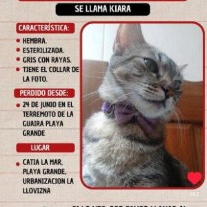 Kiara Macho gris con rayas - Gatos