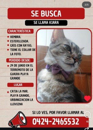 Kiara Macho gris con rayas - Gatos