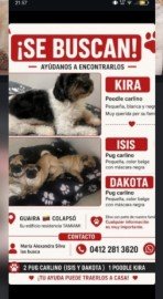Kira Poddle, isis y dakota Pugs - Perros