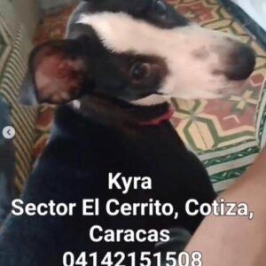 Kira negro con Nariz Blanca - Perros