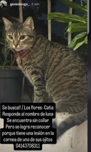 Luna gata gris con rayas - Gatos