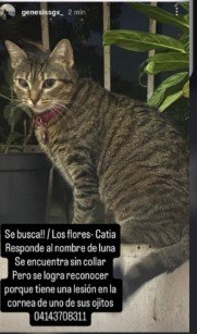 Luna gata gris con rayas - Gatos