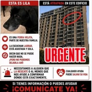 Lila - Perros