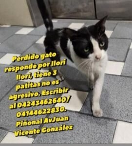 llori gato blanco con negro en Maracay - Gatos