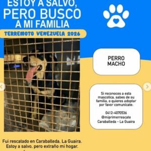 Perro negro cpn manchas cafes - Perros