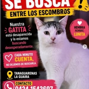 Lunita Gata blanca con cabecita gris - Gatos
