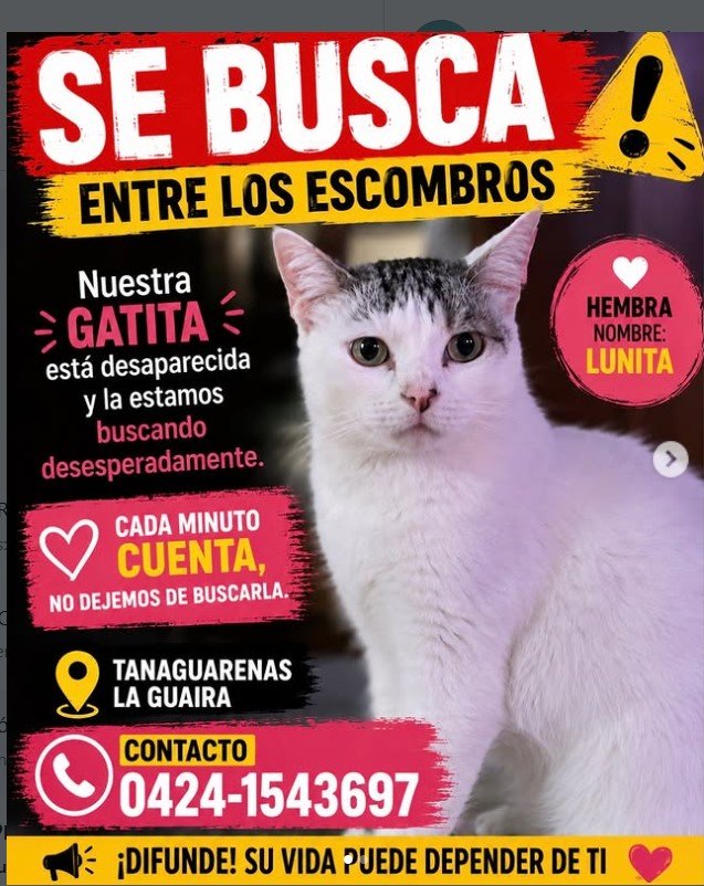 Lunita Gata blanca con cabecita gris - Gatos