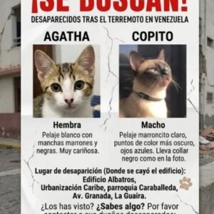 Agatha y Copito Atigrada con blanco y tipo siames - Gatos