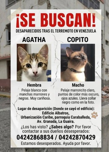 Agatha y Copito Atigrada con blanco y tipo siames - Gatos