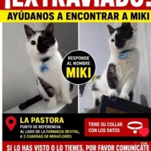 Miki Gato blanco con negro - Gatos