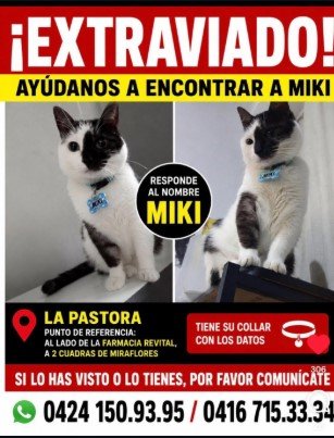 Miki Gato blanco con negro - Gatos