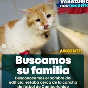 Encontrada Gata blanca con amarillo - Gatos