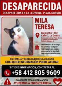 Mila teresa - Gatos