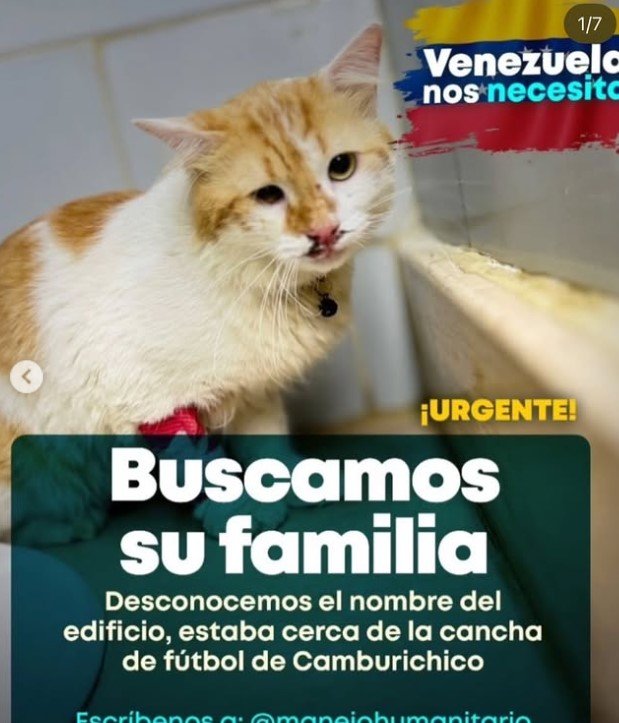 Encontrada Gata blanca con amarillo - Gatos