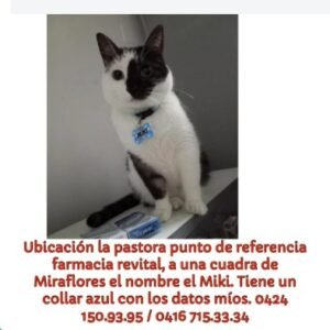 Milki Gata blanca con negro - Gatos